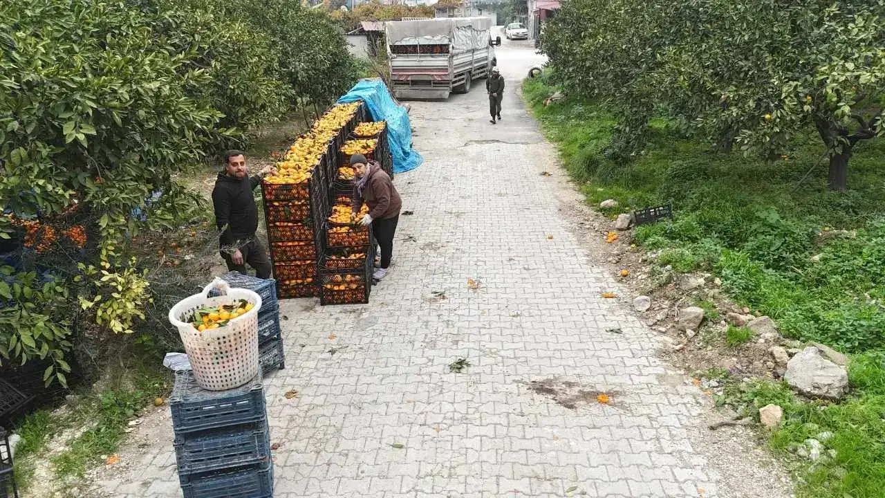 Hatay’da Mandalina İsyanı: Çiftçi Kazanamıyor, Tüketici Pahalı Alıyor! 4